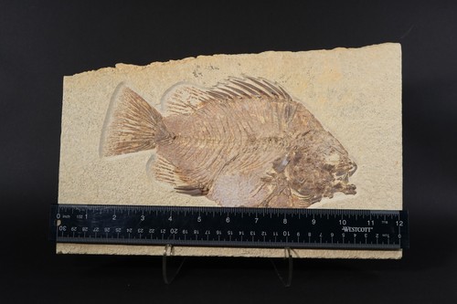 Pesce priscacara fossile - priscacara,
